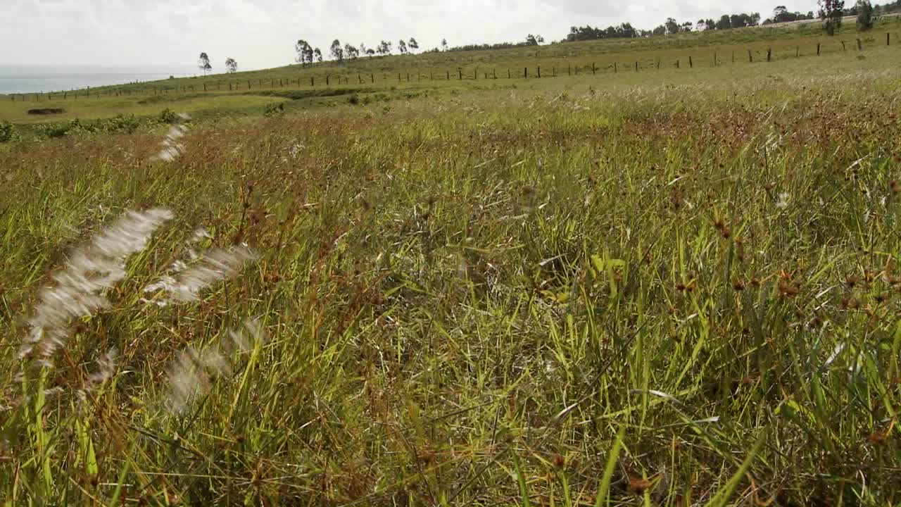 una toma panorámica revela estatuas místicas de las islas de pascua