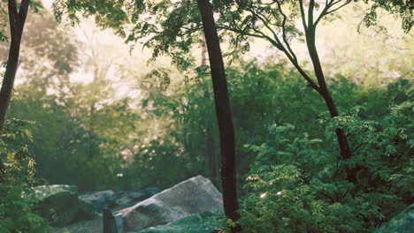 fog in the mysterious rainforest