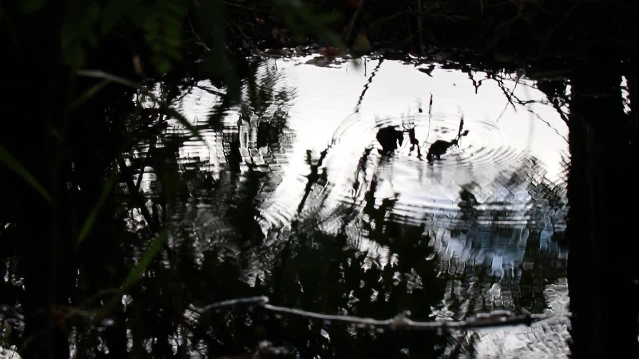 Reflection Of Water Skippers On A Creek Slow Motion 10 Second Video