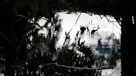 reflection of water skippers on a creek slow motion 10 second video