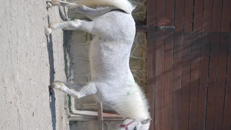 Gray Pony in a Pen