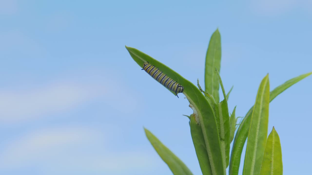 여름에 푸른 하늘에 대 한 유 잎에 바둑 나비 애벌레