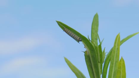 Monarch-Butterfly-Caterpillar-On-Milkweed-Leaf-Against-Blue-Sky-In-Summer