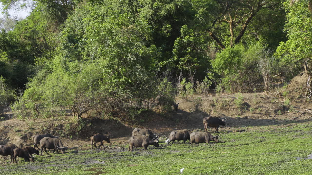 una manada de búfalos del cabo se adentra en un estanque cubierto de plantas acuáticas en el bosque africano para alimentarse