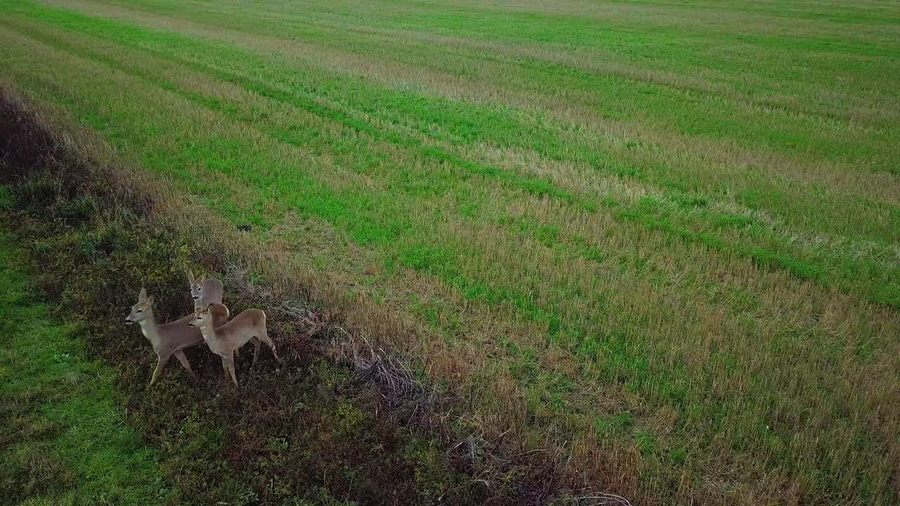 푸른 농경지에 서 있는 유럽 노루 세 마리, 흐린 가을날, 중간 크기의 드론 샷
