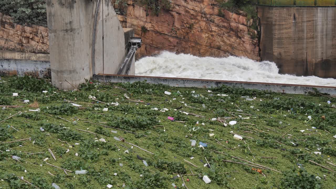 agua retenida detrás de la presa de hartbeespoort cubierta de maleza y basura