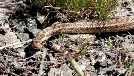 steppe snake danger 4k