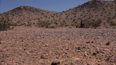 Paisaje-Desértico-Abierto-Con-Joshua-árboles-En-Segundo-Plano.