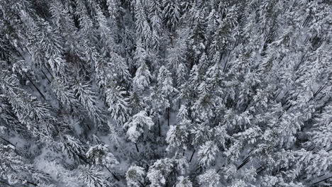 Drone-Volando-Hacia-Adelante-Sobre-árboles-Cubiertos-De-Nieve-En-El-Bosque