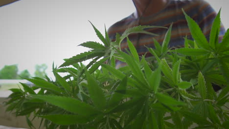 man holds a group of hemp clone plant leaves