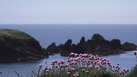 coastal scene ireland copper coast waterford sea pinks and islands