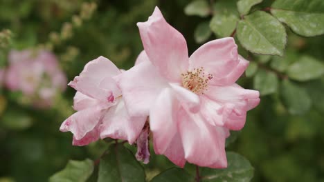 primer plano de una hermosa flor rosa en el jardín de villa lysis en capri, en italia - 01