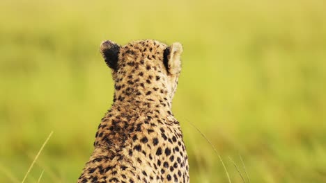 Slow-Motion-Shot-of-Close-up-of-Cheetah-head-surveying-the-lanscape-searching-for-prey,-detail-of-fur-and-spotted-markings,-African-Wildlife-in-Maasai-Mara-National-Reserve