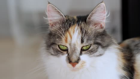 portrait of beautiful white and brown furry cat looking intensely into camera with its green eyes