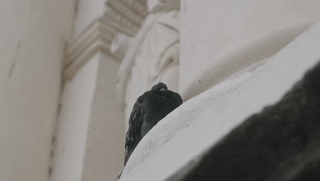 slow motion footage of a pigeon sleeping on the edge outside of a church in antigua, guatemala