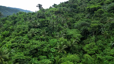 aerial shot of beautiful deep forest on catanduanes island, philippines