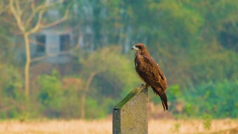 A-large-brown-bird-of-prey-perched-upon-a-slanted-top-concrete-post