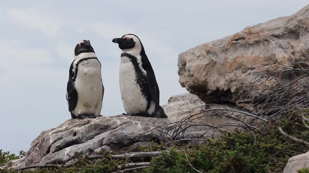 pingüino de patas negras en la bahía de betty sudáfrica