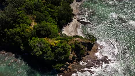aerial beech unspoilt jagged rocky coastline—turquoise waves crash against cliffs, windswept trees cling to edges, and sunlight flickers across the wild, untouched shore. drone new zealand native bush