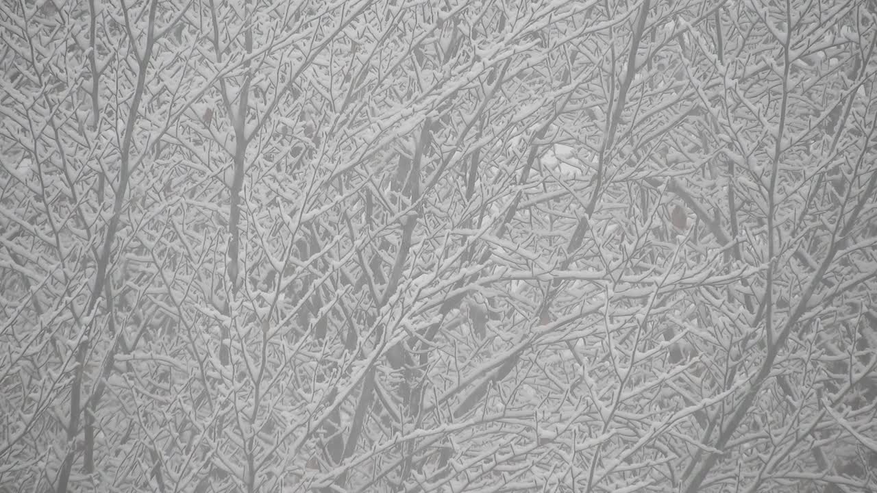 나뭇가지에 눈이 내리고, 추운 날씨