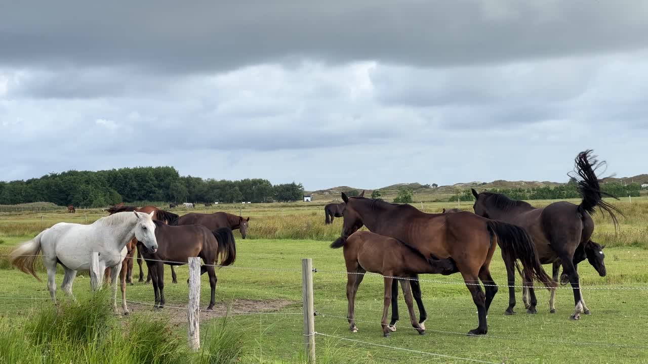 familia de caballos al aire libre con bebé bebiendo leche materna