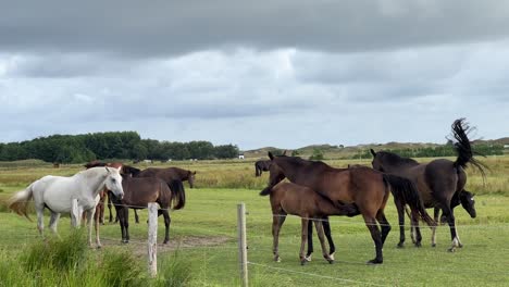 Horse-family-outdoors-with-baby-drinking-mothers-milk