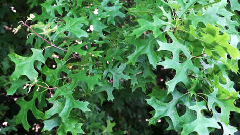 bright green oak leaves blowing in the wind