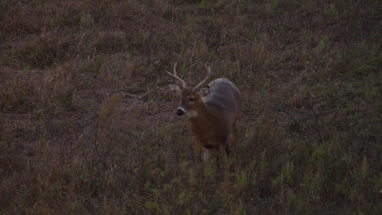 A Young Buck Approaches Through Brush Filled Meadow at Sunset