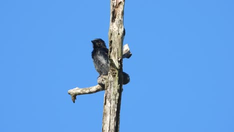 pájaro drongo negro en el área del estanque