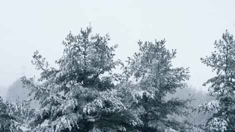 wintertime snow-covered pine trees while it is snowing hard outside