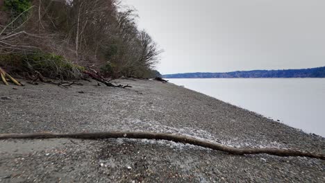 Forward-shot-moving-below-fallen-tree-on-pebbled-shore-in-Wollochet-Bay-in-Gig-Harbor,-Washington-State