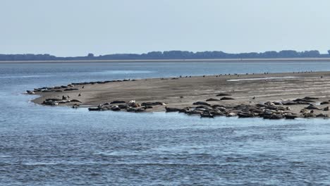 seals resting on a sandbank along the coast on a clear day