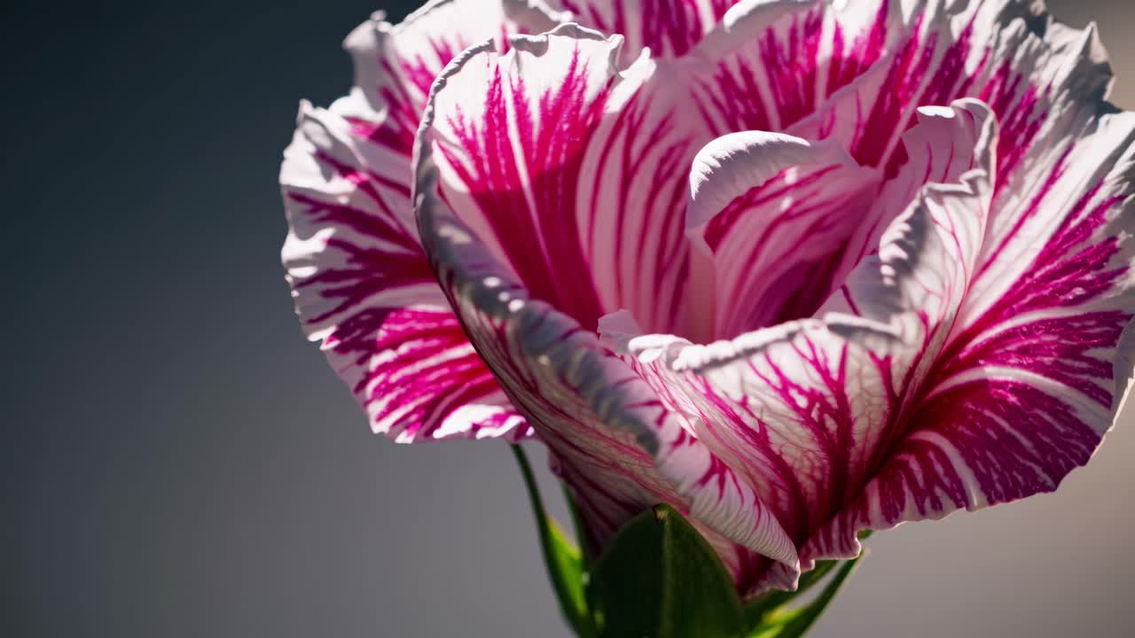 Close-up video of a pink and white flower with dramatic lighting