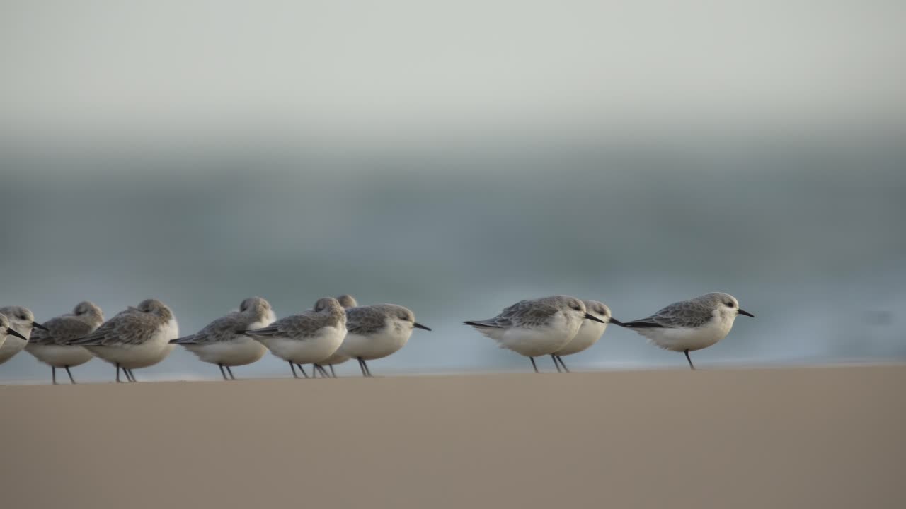 Sandpipers hunker down against strong Dutch beach wind, shallow depth telephoto