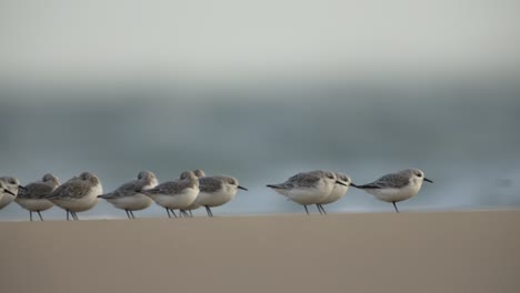 Sandpipers-hunker-down-against-strong-Dutch-beach-wind,-shallow-depth-telephoto