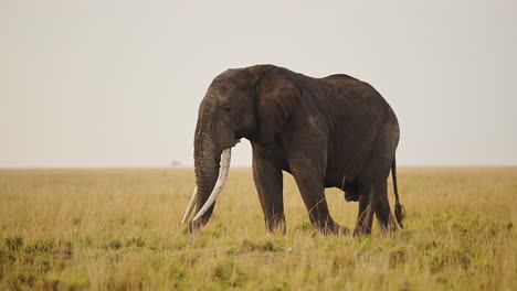 elephant grazing on hot african savanna savannah in low orange light, wildlife in maasai mara national reserve, kenya, africa safari animals in masai mara north conservancy