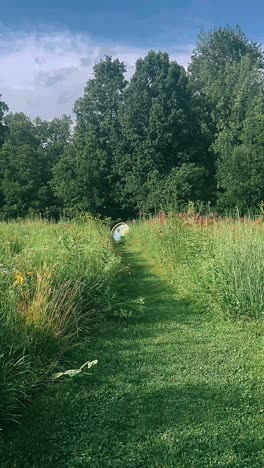 scenic path through a meadow