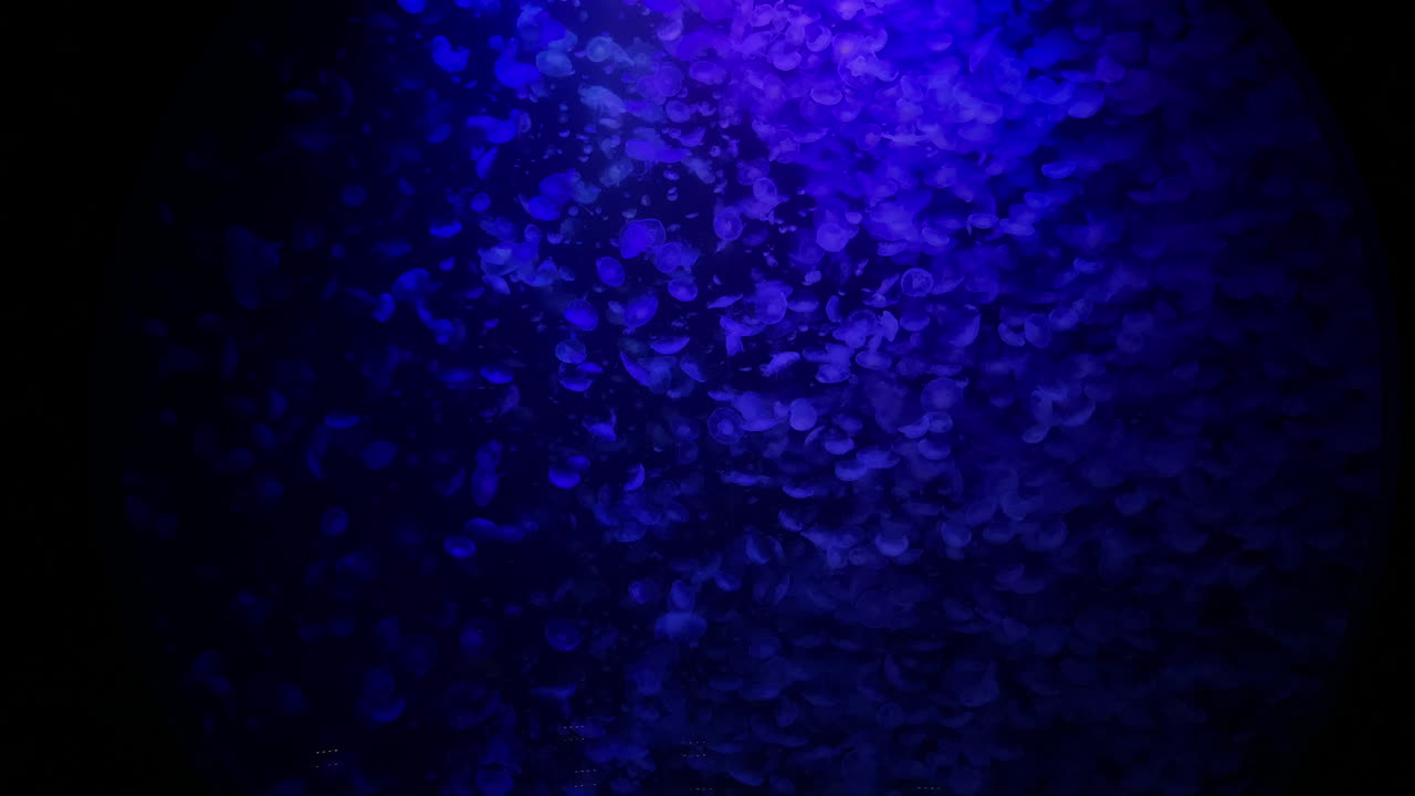 Meduse - Molte meduse blu all'interno di una piscina rotonda e gigante all'Acquario Kamon, in Giappone