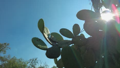 against a vivid blue sky, rays of sunlight shine through, illuminating every detail of this incredible plant, a cactus