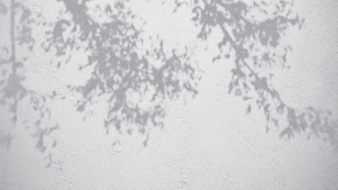 a Tree branches shadow on textured white wall