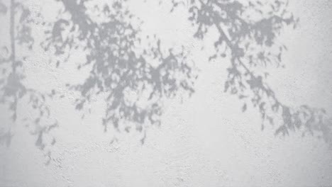 una sombra de ramas de árbol en una pared blanca con textura