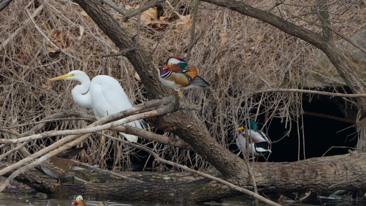 una bandada de patos y una gran garza posada en un árbol caído en el estanque