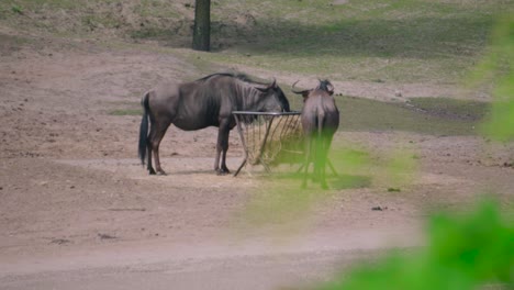 a couple of brindled wildebeest grazing dry grass in a zoo or park on a sunny day