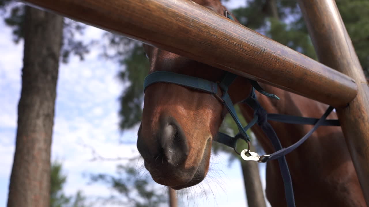 Close-Up of Trained Horse in Stable, Equestrian Lifestyle and Riding Preparation