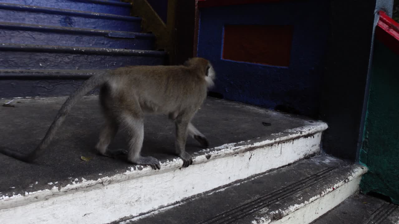 mono macaco salvaje bajando las escaleras en las cuevas de batu, kuala lumpur