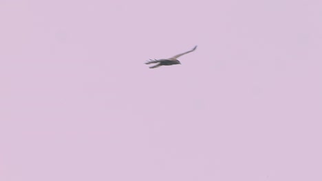águila buitre de pecho negro juvenil, gran ave de rapiña volando con alas extendidas en el fondo rosa del cielo de la puesta del sol