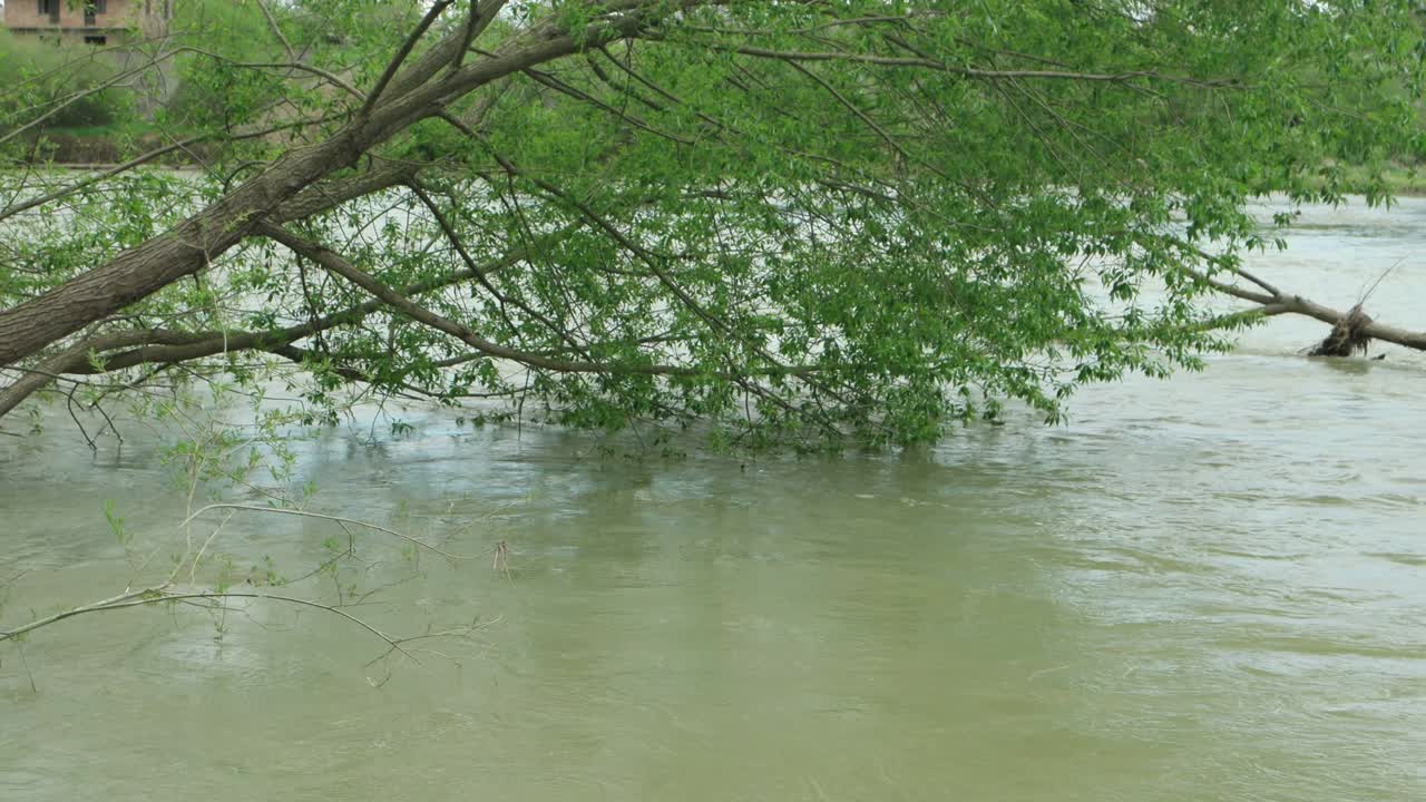 침수 된 강 의 물 에 쓰러진 나무