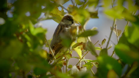 sparrow flying away from bush branch on sunny vibrant day, close up slow motion shot
