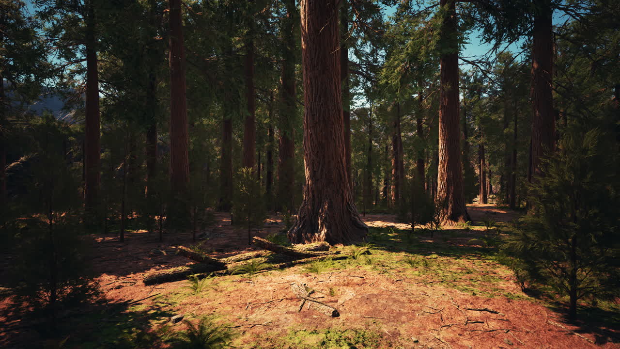 Luce dell'alba tra le sequoie di Mariposa Grove