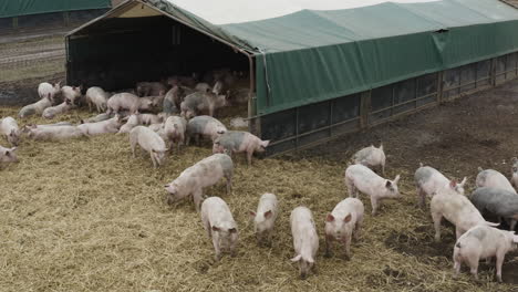 a large herd of pigs standing around together on straw in a muddy field